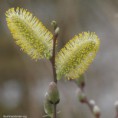 /album/my-local-birding-gallery/willow-poms-2-jpg/